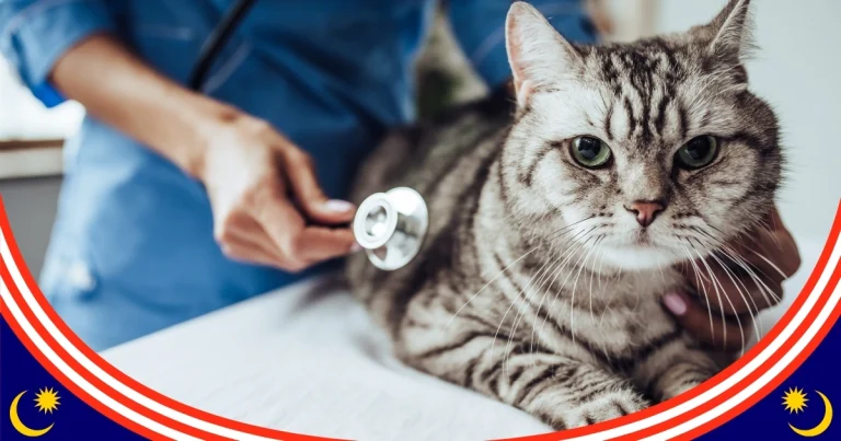 دراسة الطب البيطري